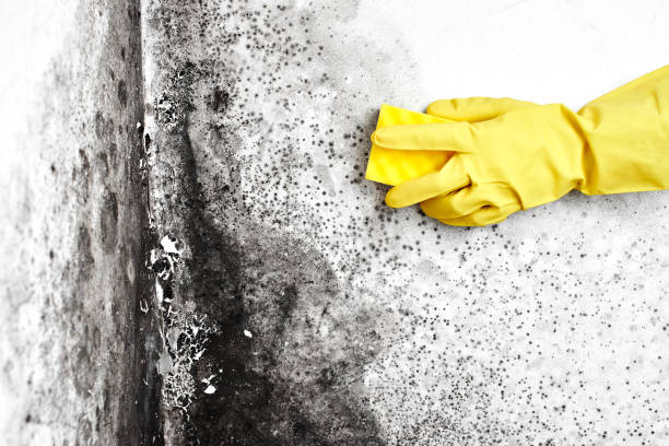 Best Office Mold Removal Services  in Payson, UT
