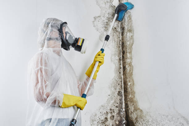 Best Local Mold Removal Service  in Payson, UT