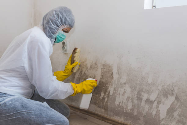 Best Black Mold Removal  in Payson, UT