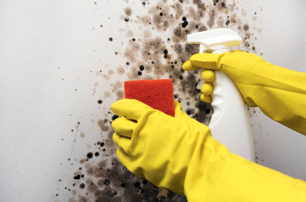 Best Affordable Mold Removal  in Payson, UT