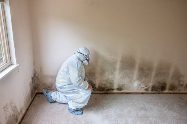 Best Fast Mold Removal  in Payson, UT