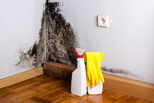 Best Toxic Mold Removal  in Payson, UT