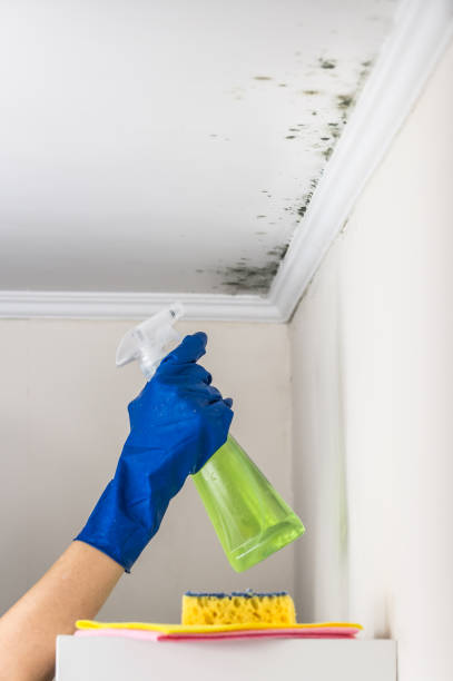 Reliable Payson, UT Mold Removal Solutions